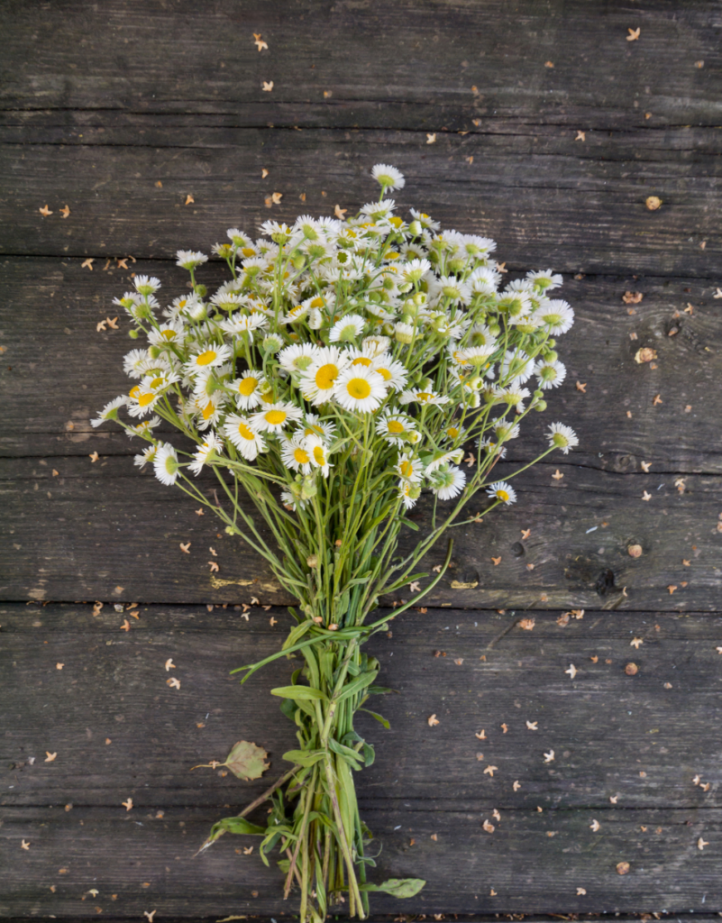 April Birth Flower - Daisies